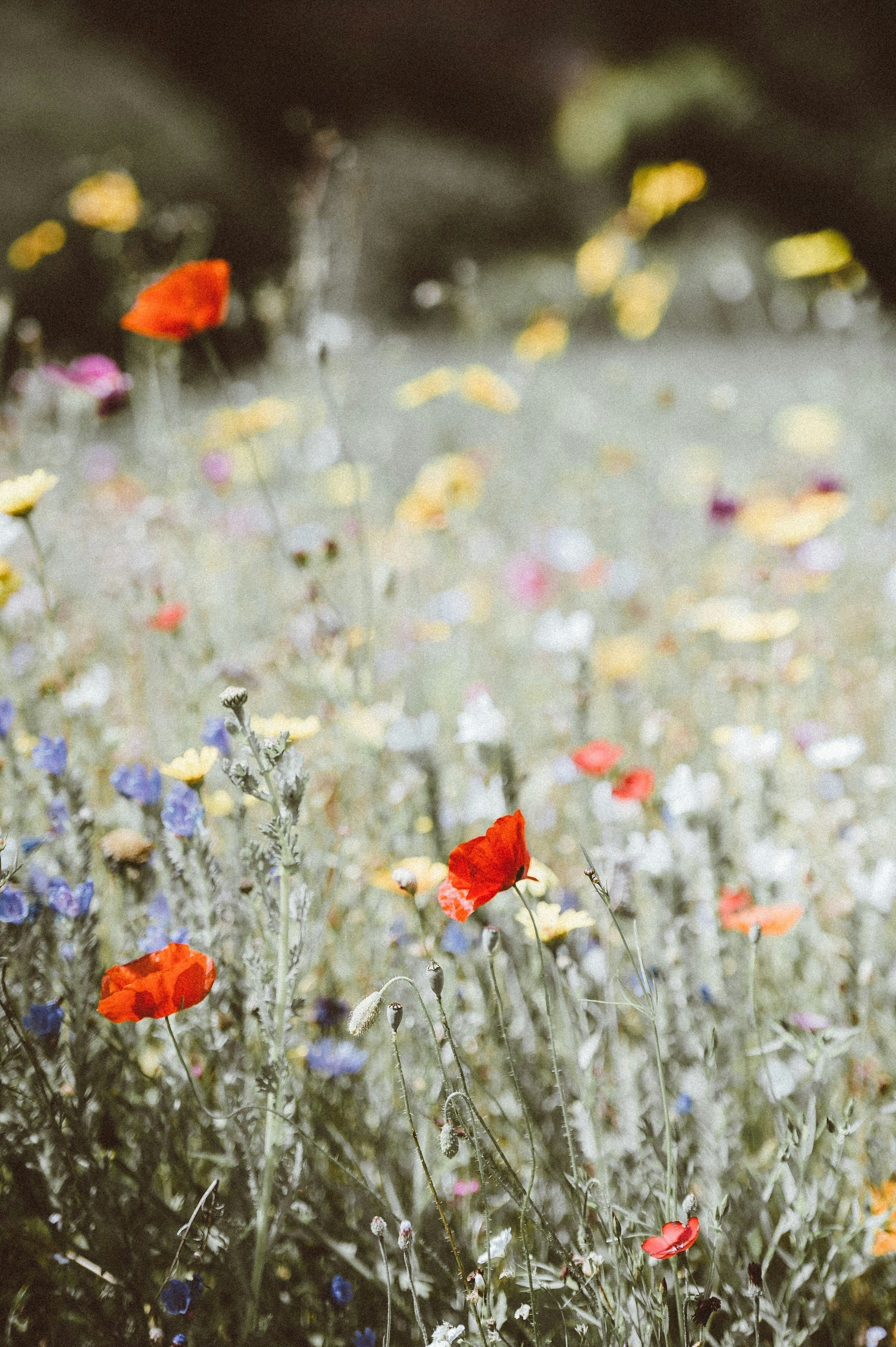 Productos inspirads en flores