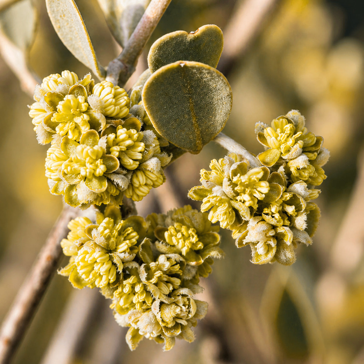 Skincare natural URANG con ingredientes botánicos
