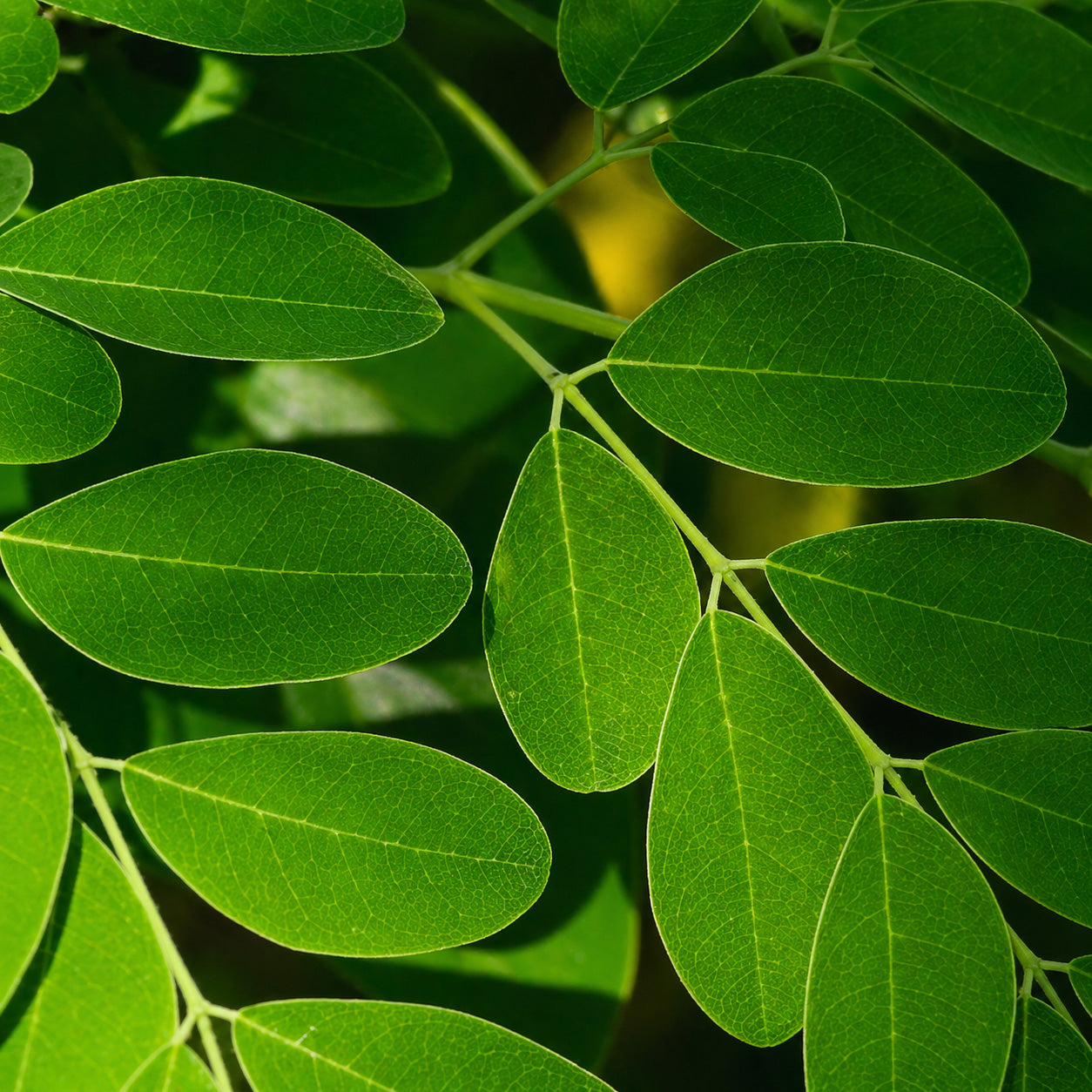 Texturas de productos URANG para skincare natural