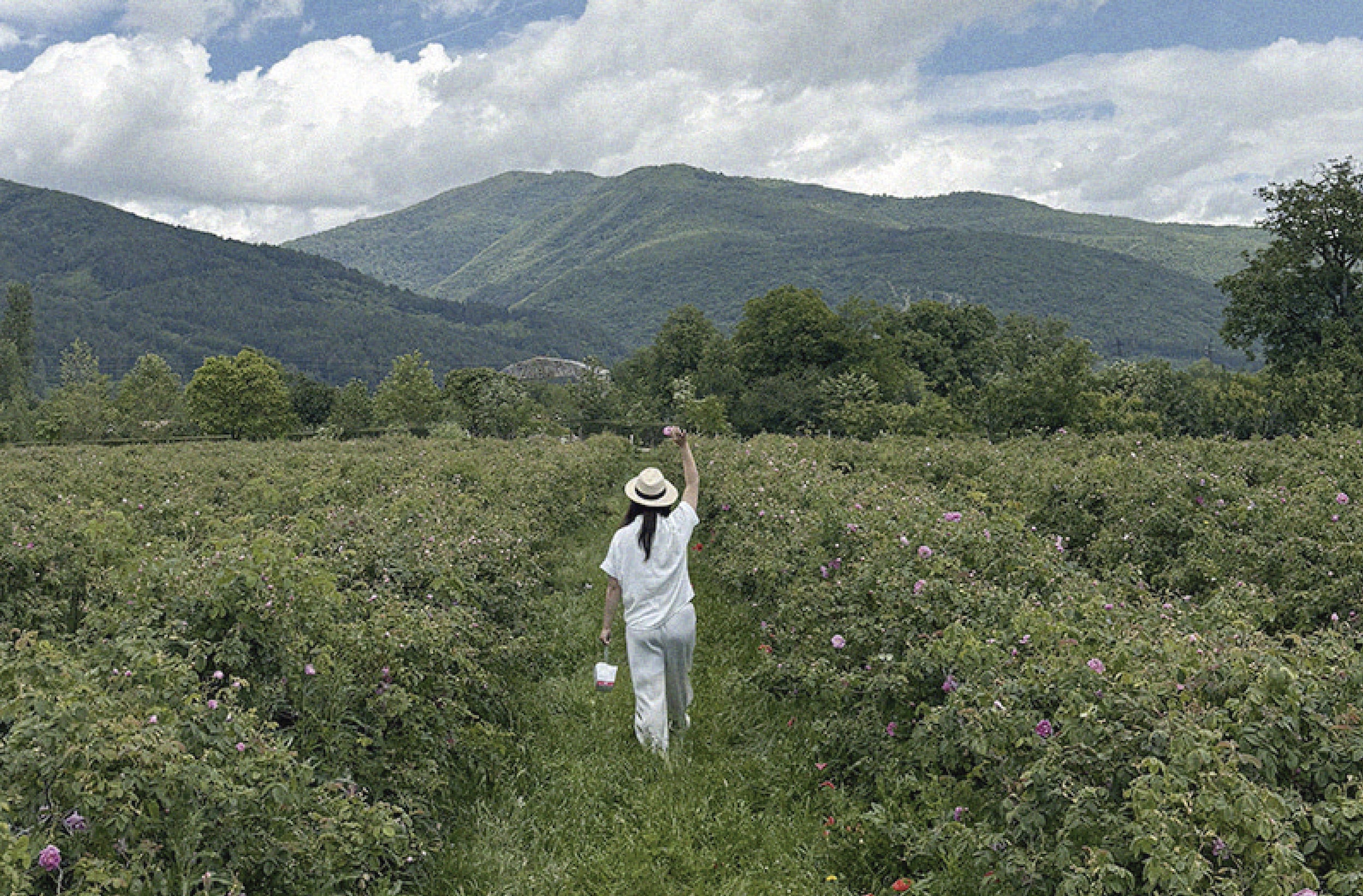 flores y plantas usadas en cosmética limpia